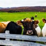 Cattle Farm Argentina Attorney Lawyer Real Estate